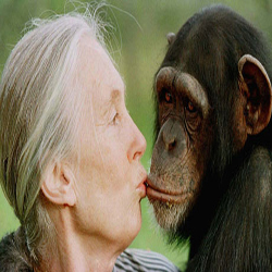 Jane Goodall Fuente. The Guardian